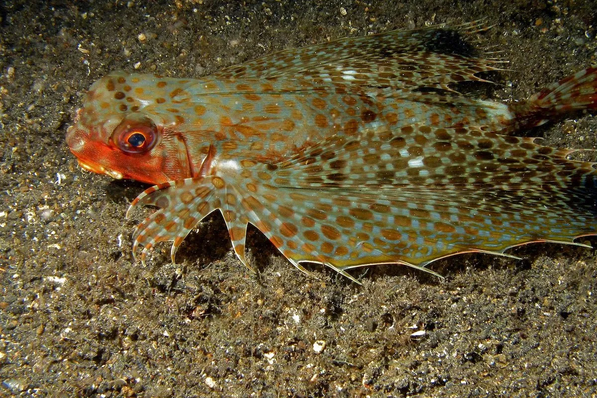 Photo: Bernard Dupont Ce poisson généralement solitaire, largement distribué en Polynésie, mais très peu observé.