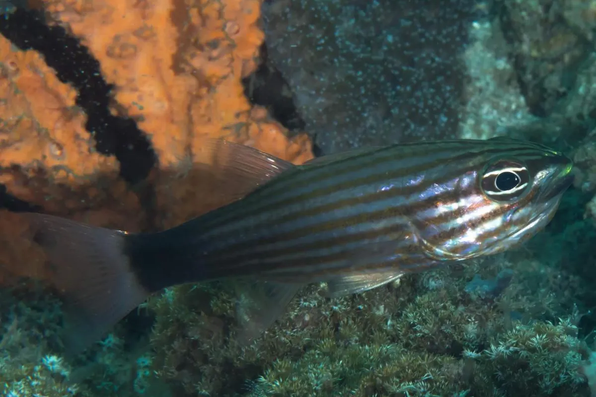 Photo: Rickard Zerpe It eats small fish, worms, and invertebrates.