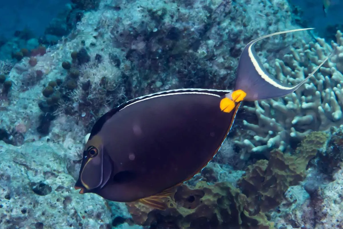 Photo: Rickard Zerpe This fish is brown-grey with and angular head and orange, scalpel-like forehead and lips.