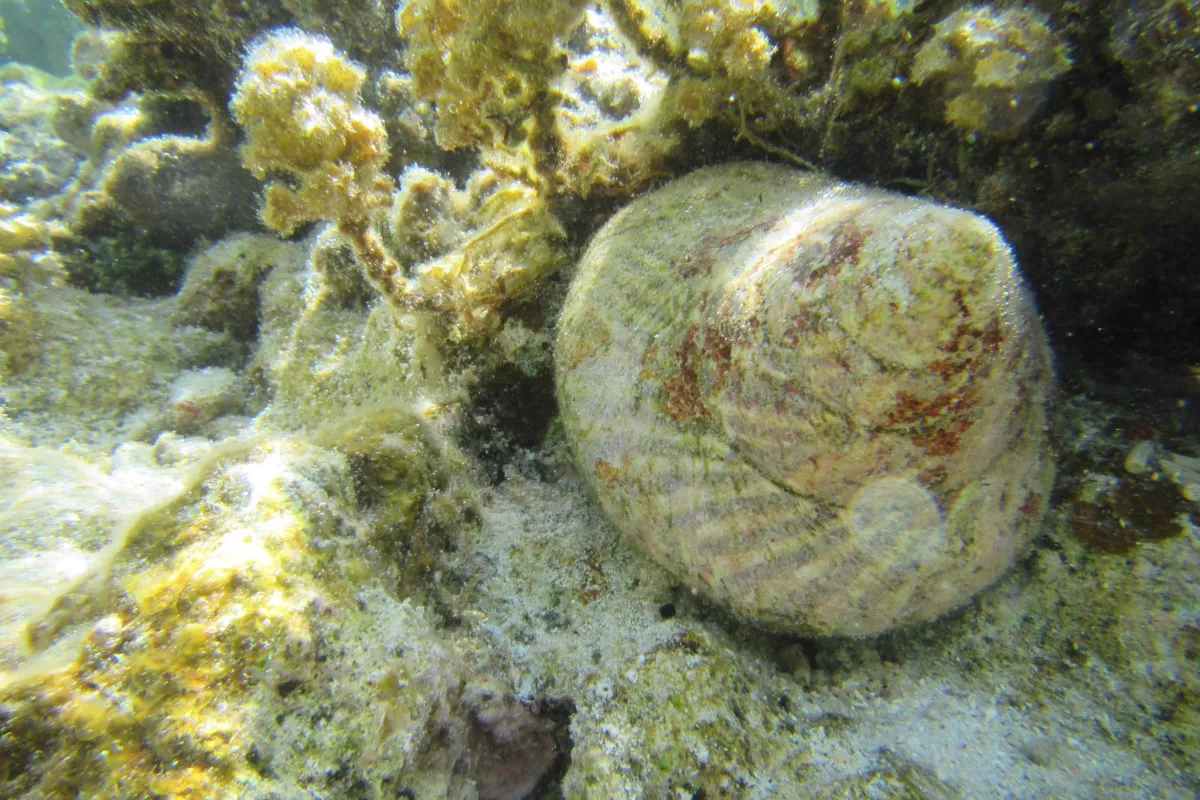 This mollusc eats very small algae that it harvests while grazing on coral and rocks.