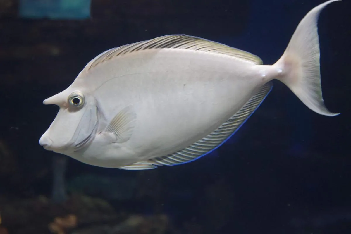 Photo: Brian Gratwicke Adults have a truncated tail  with two filaments at the ends.