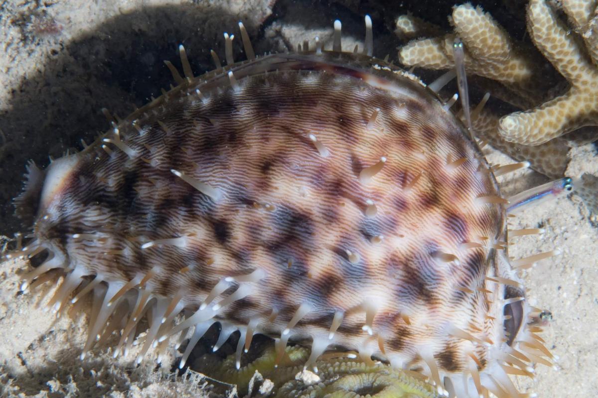Tiger cowrie with its mantle out