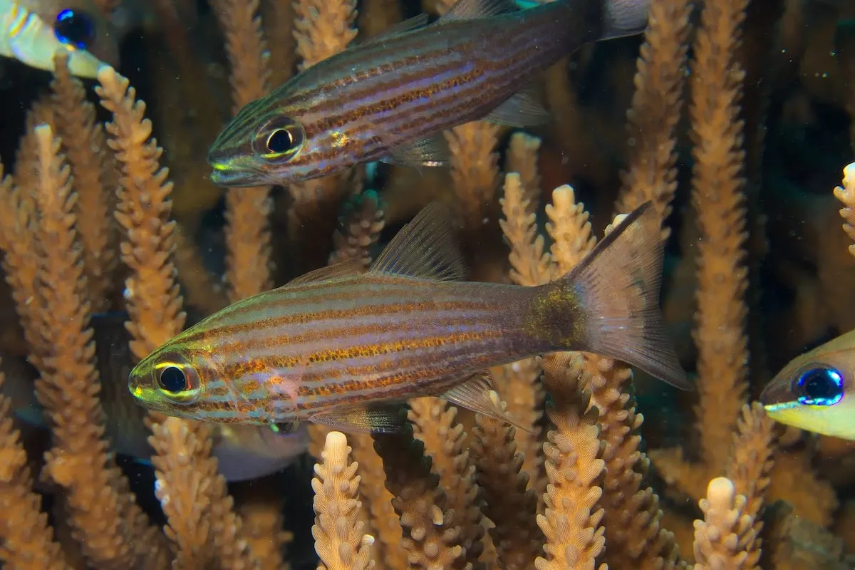 Photo: Klaus Stiefel It lives in clear and calm water in sheltered reefs and lagoons.