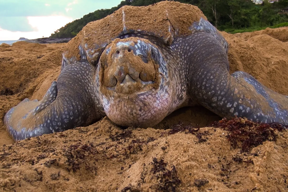 Photo : Didier Brémont Male and females go back to their birth site and mate offshore, and go on land only to lay eggs.