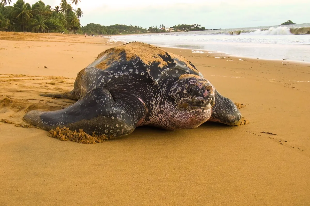 Photo : Didier Brémont Leatherbacks are the largest living turtles.