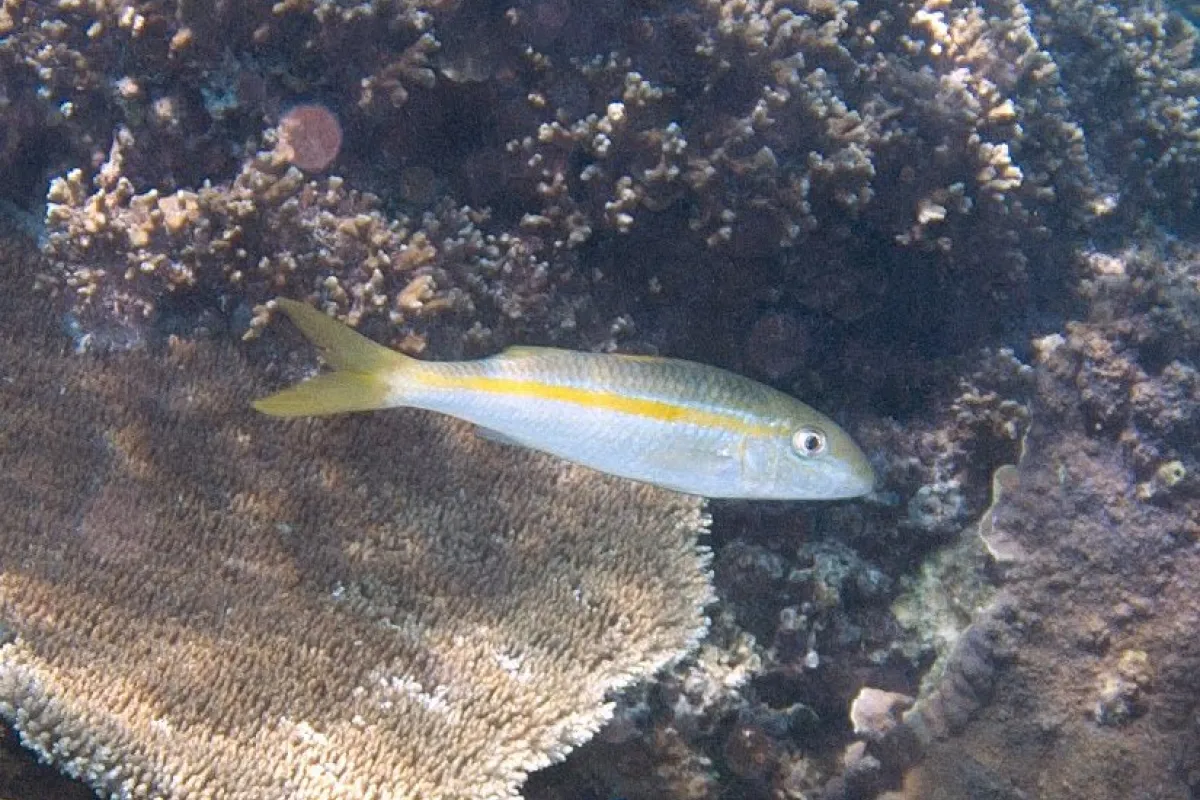 Photo: Jill Lenoble It is not a very active fish, it eats small worms and crustaceans that it searches for at night, usually alone.