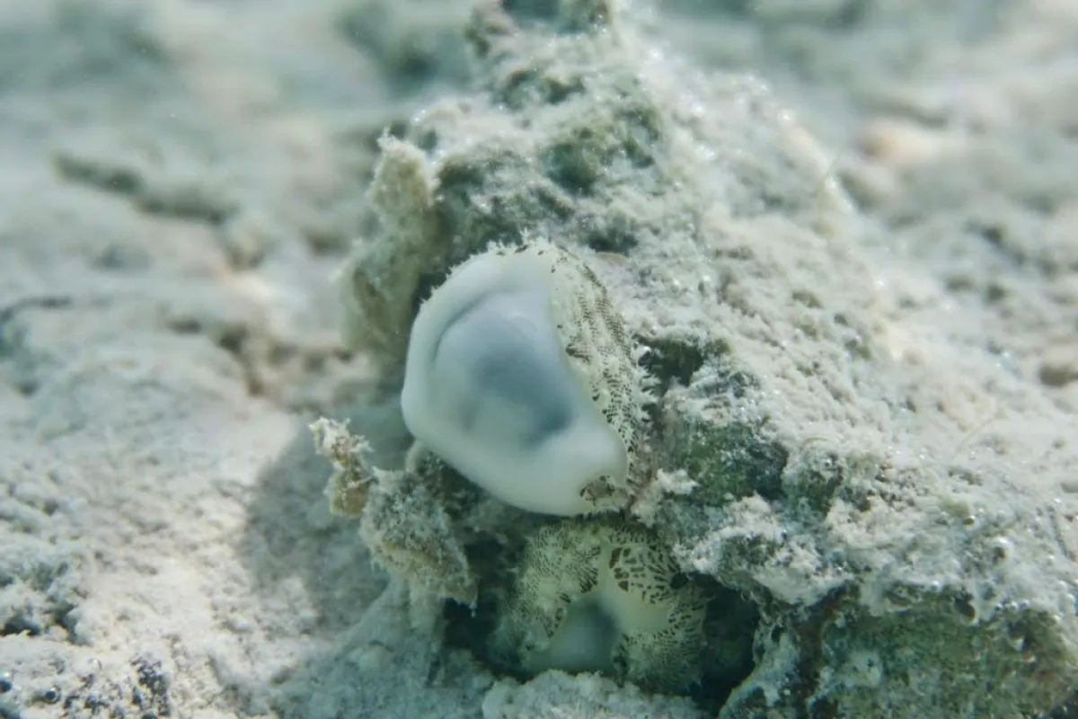 Photo : Tetiaroa Society On retrouve ce cauri dans la mer des Caraïbes, l'océan Indien et l'océan Pacifique.