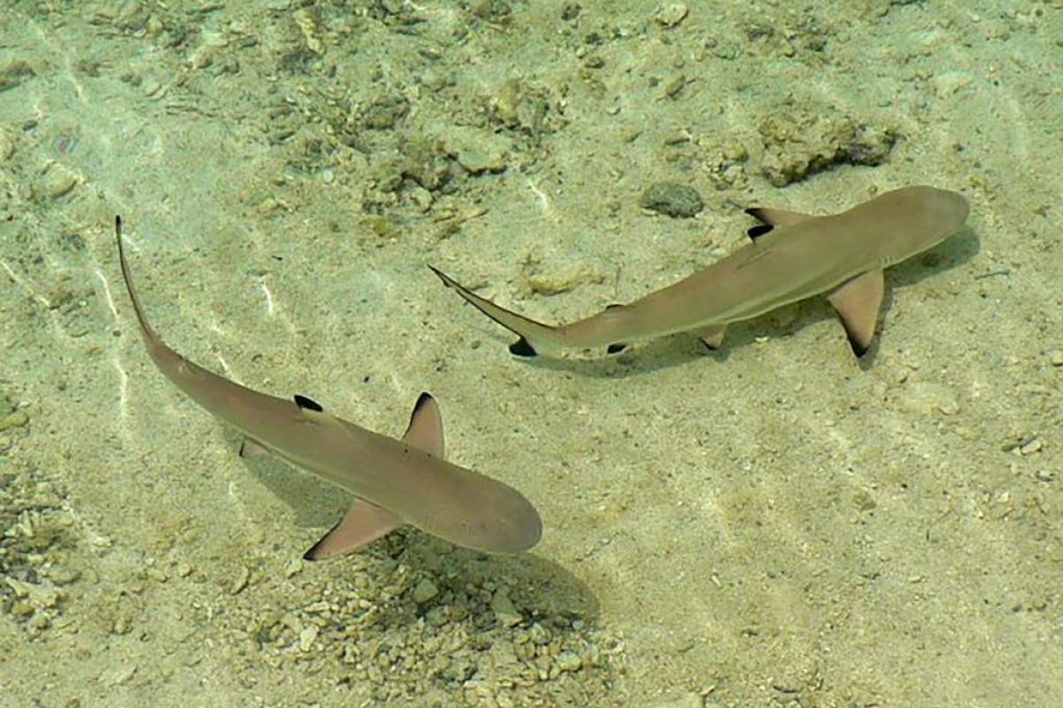 Blacktip sharks in the Tetiaroa lagoon