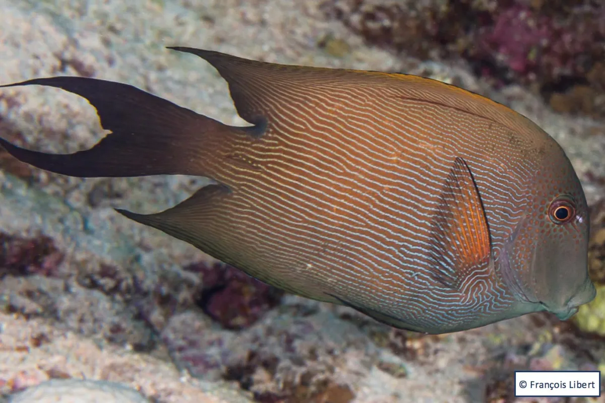 Photo:  François Libert Striated surgeonfish