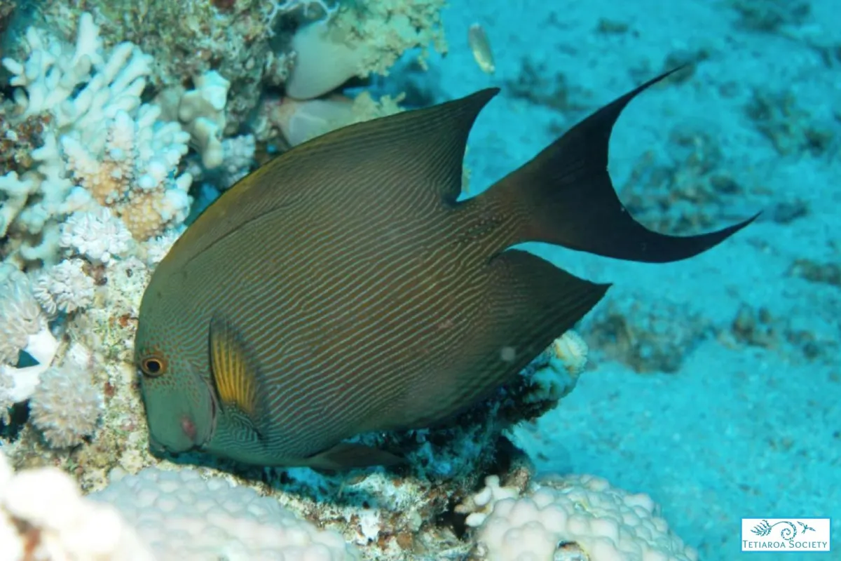 Photo: Tetiaroa Society Striated surgeonfish feed on algea