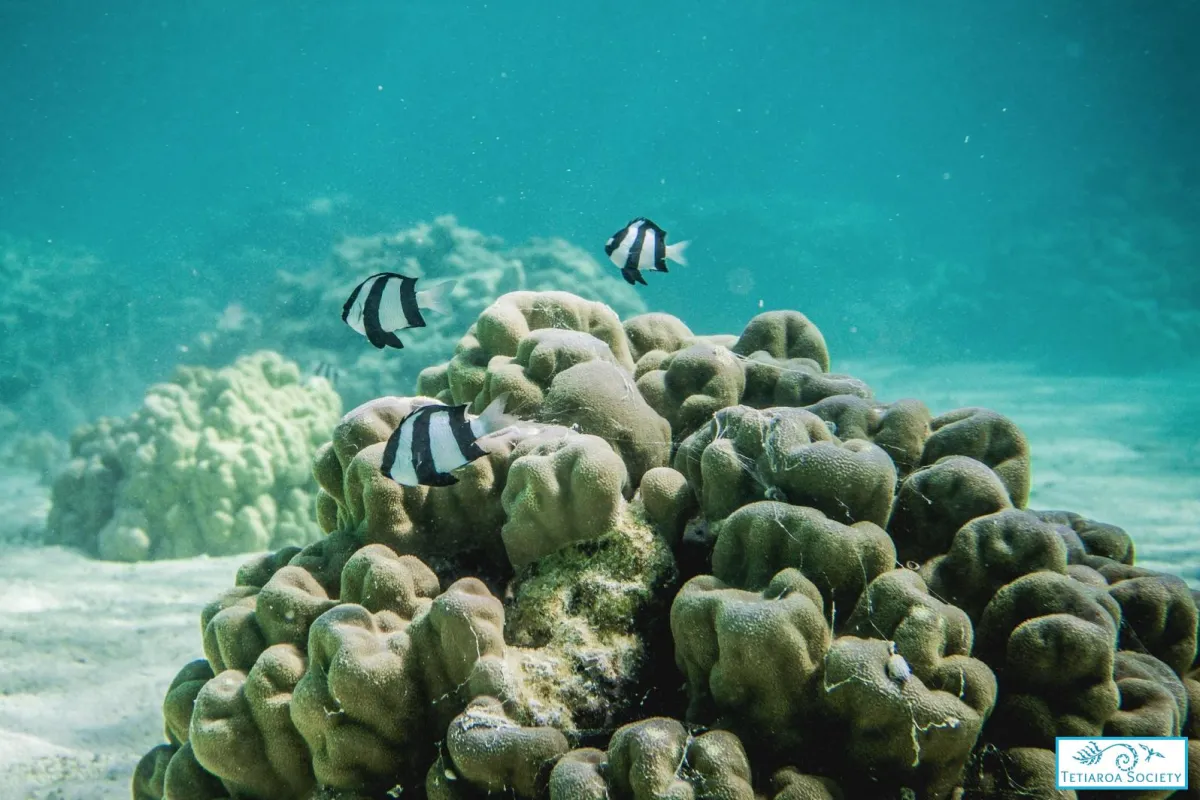 Photo: Tetiaroa Society They are very common in shallow waters