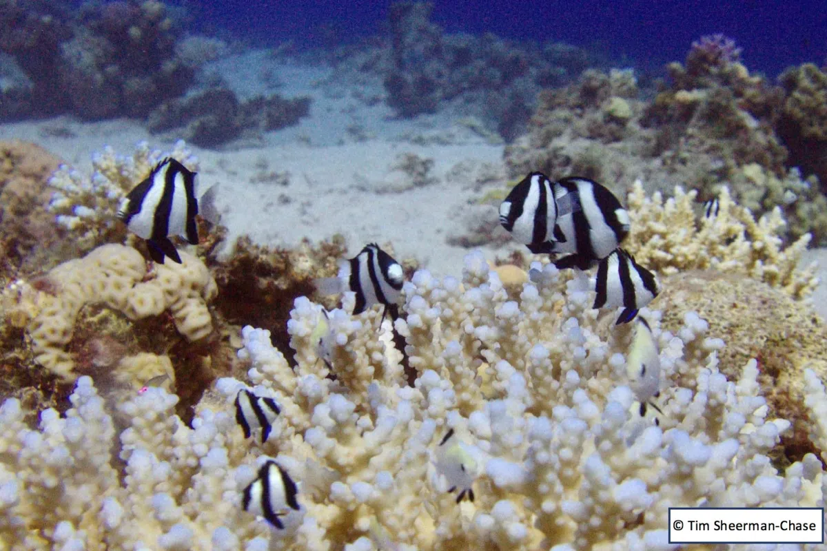 Photo: Tim Sheerman-Chase They will take refuge inside the coral at the slightest warning