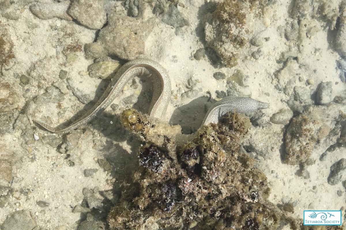 Peppered moray eel
