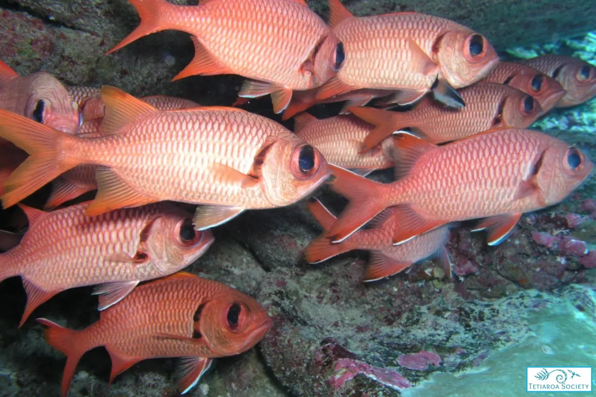 Photo: Tetiaroa Society School of blotch-eye soldierfish