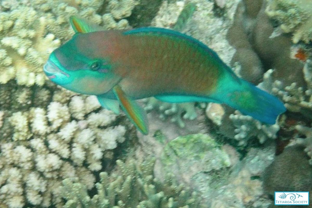 Terminal phase (male) / Red variant