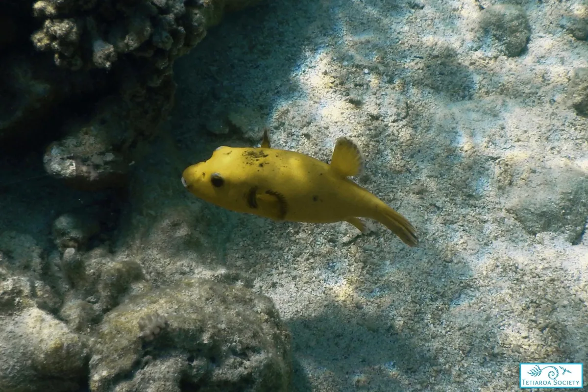 Photo: Tetiaroa Society Tetrodon jaune