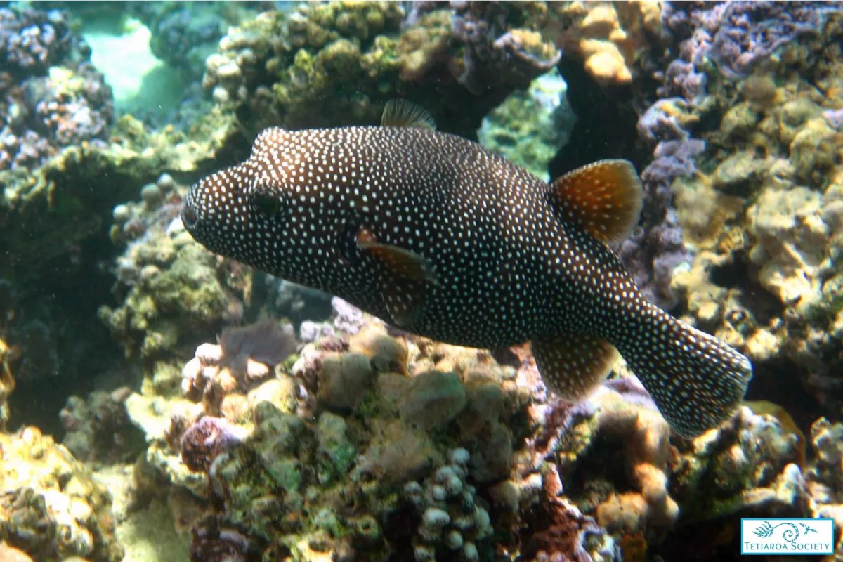 Photo: Tetiaroa Society Tétodron moucheté - Huehue ‘ere’ere