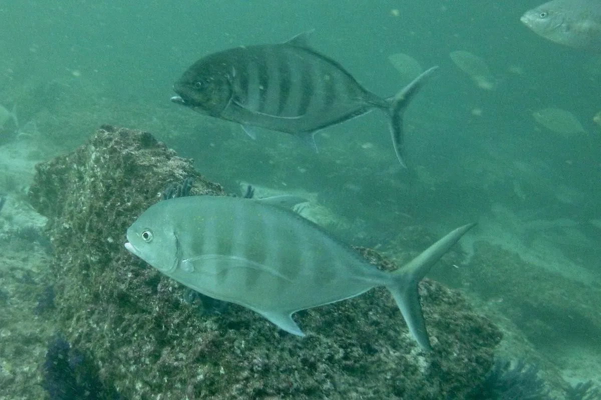 Photo: Keith DP Wilson Aruru se déplace en banc, proche des fonds.