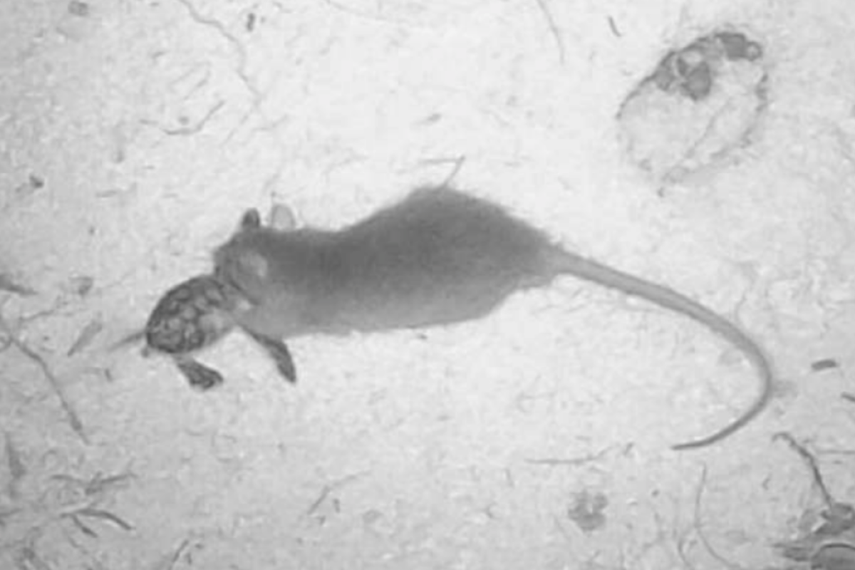 Un rat en action sur l'atoll