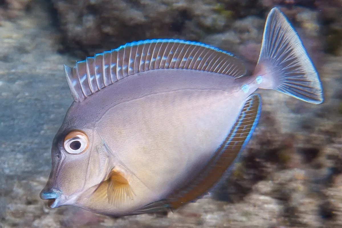 Photo: François Libert Ume primarily eat leafy algae.