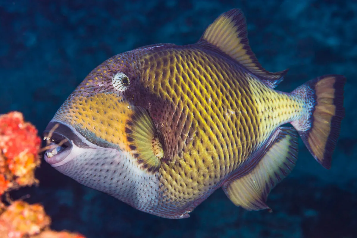 Photo: François Libert This fish is a solitary animal and very aggressive during nesting season.