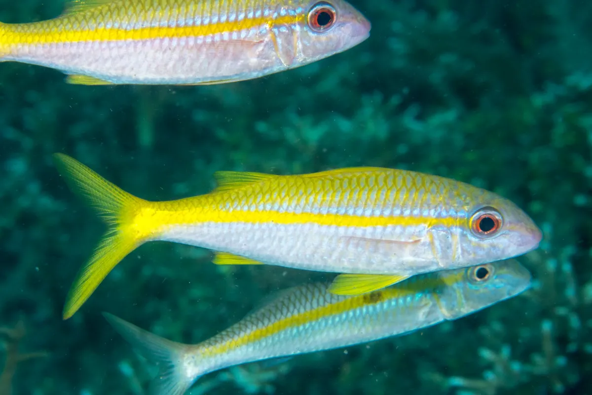 Photo: Rickard Zerpe 'Ouma have small 'mustaches', which are sensitive olfactory barbels that it uses to uncover small prey in the sand.
