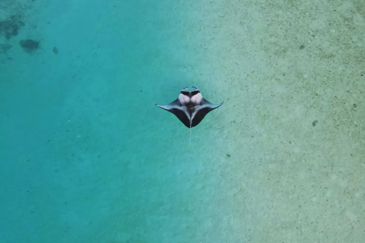 Photo: Tetiaroa Society Manta rays live in temperate, subtropical and tropical waters.