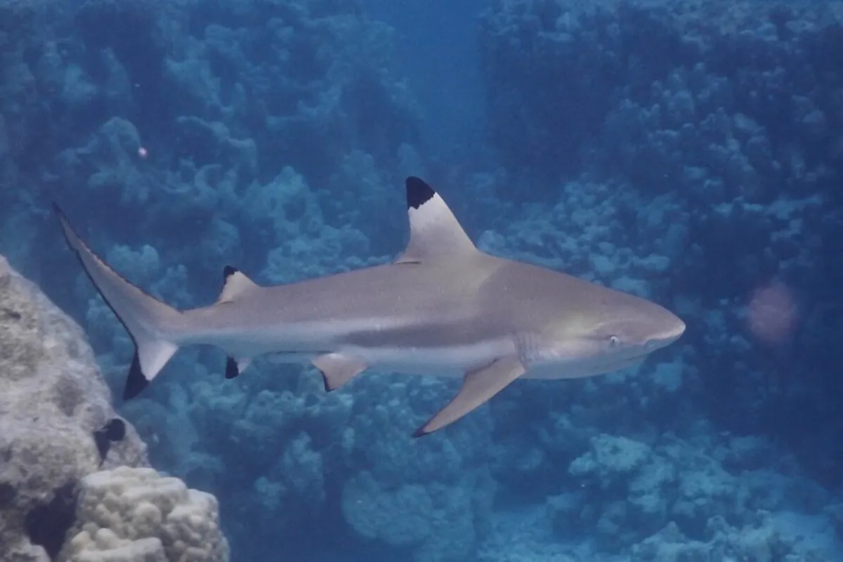 Photo: Tetiaroa Society Le requin pointe noire est l’espèce de requin la plus commune à Tetiaroa.