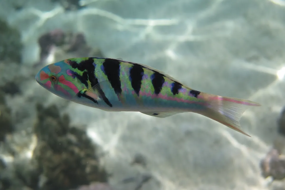Photo: CRIOBE Il se nourrit aussi bien de plancton qu’il va chercher à la surface que de petits poissons et crustacés.