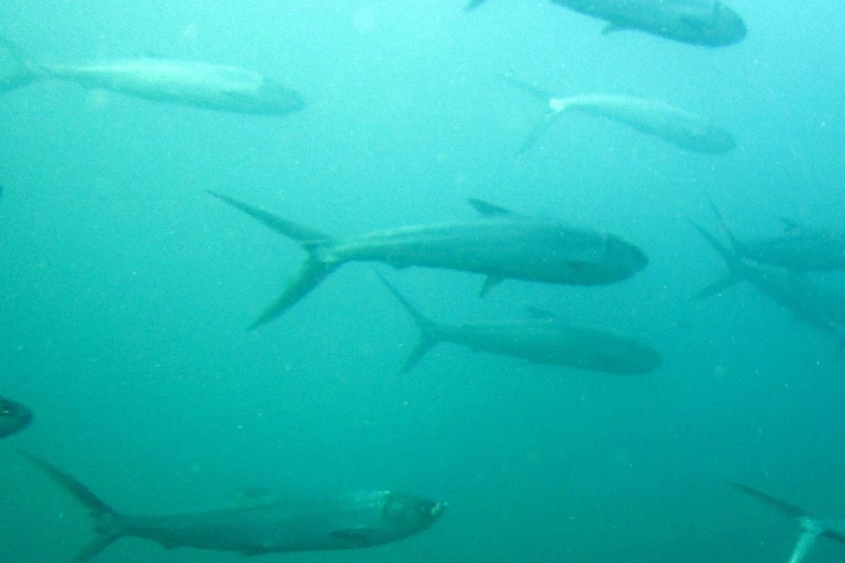 Adults gather in small or large schools near shore or reefs.