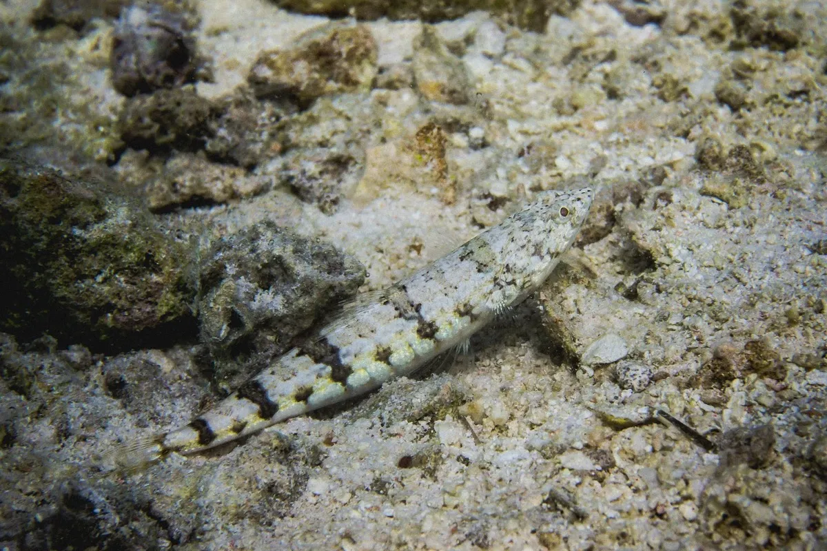 Photo: Tetiaroa Society On le croise généralement au niveau des fonds sableux...