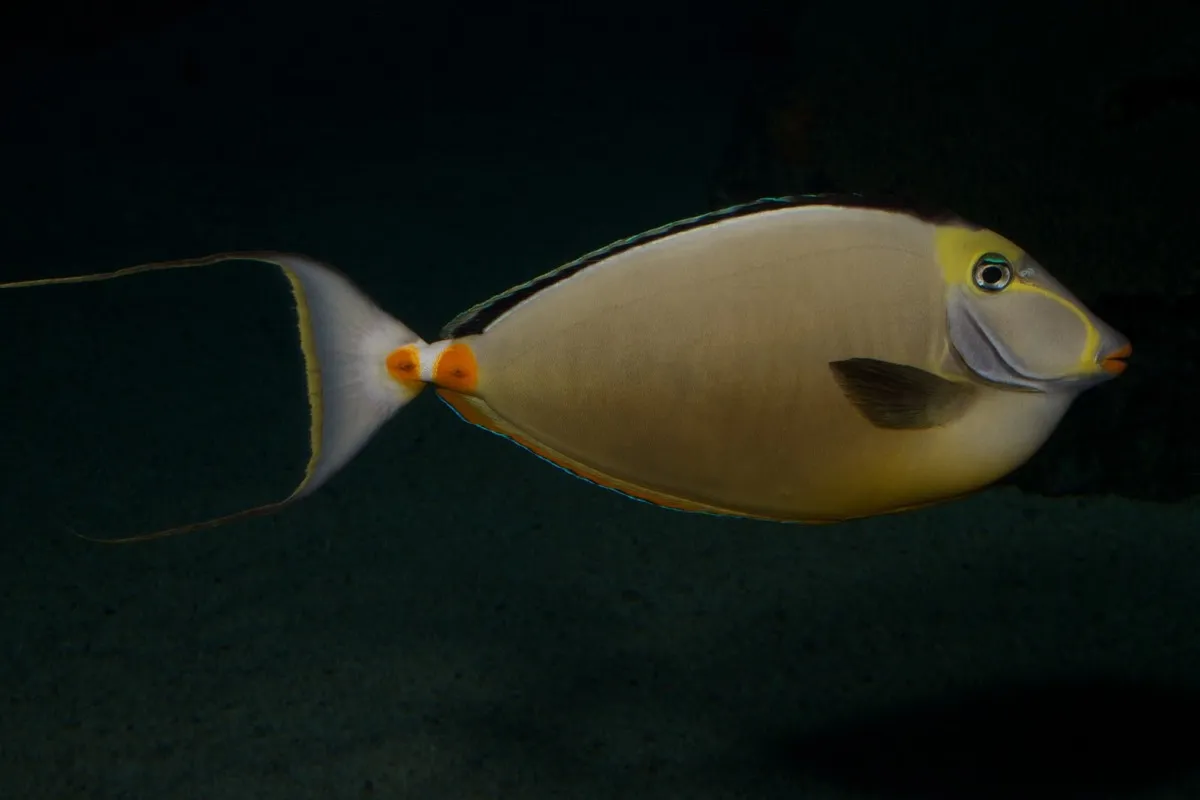 Photo: B. Gratwicke It eats leafy algae and at night it takes refuge in the substrate.
