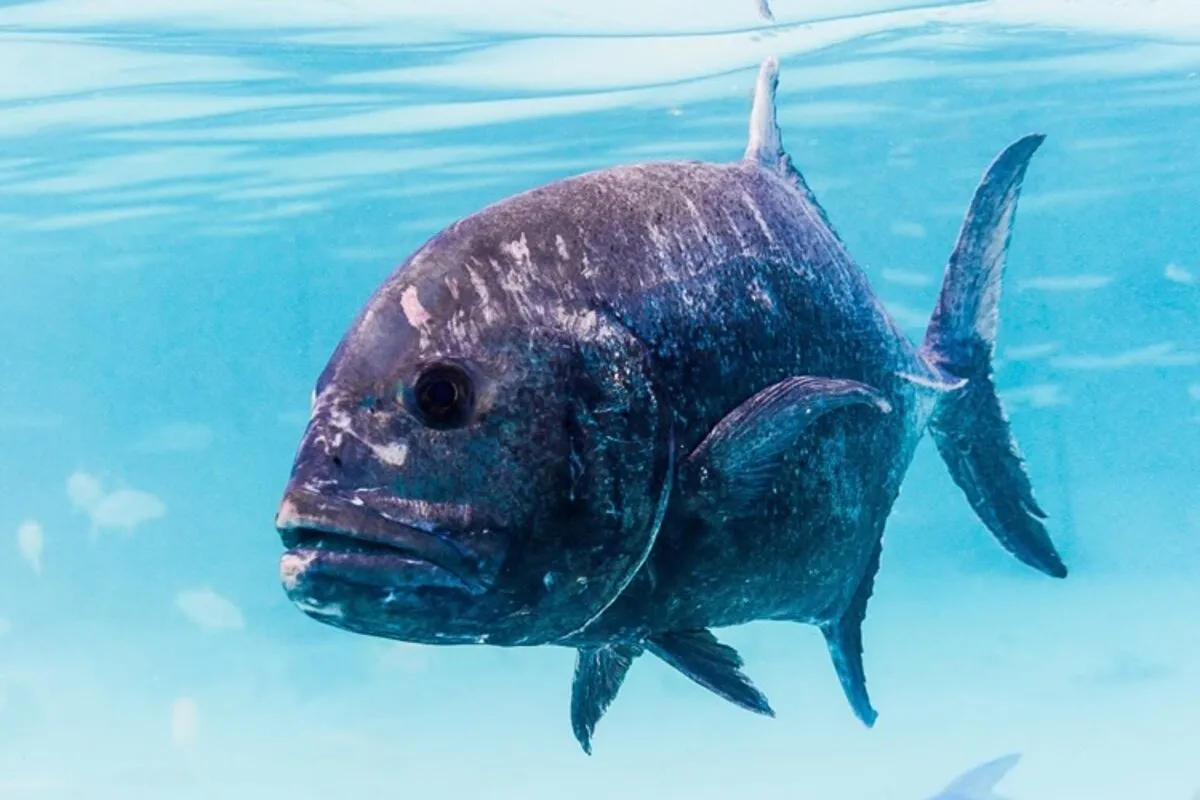 Photo: François Libert This jackfish is the largest of French Polynesia. It has a silver body with metallic reflections and a broad, curved head.