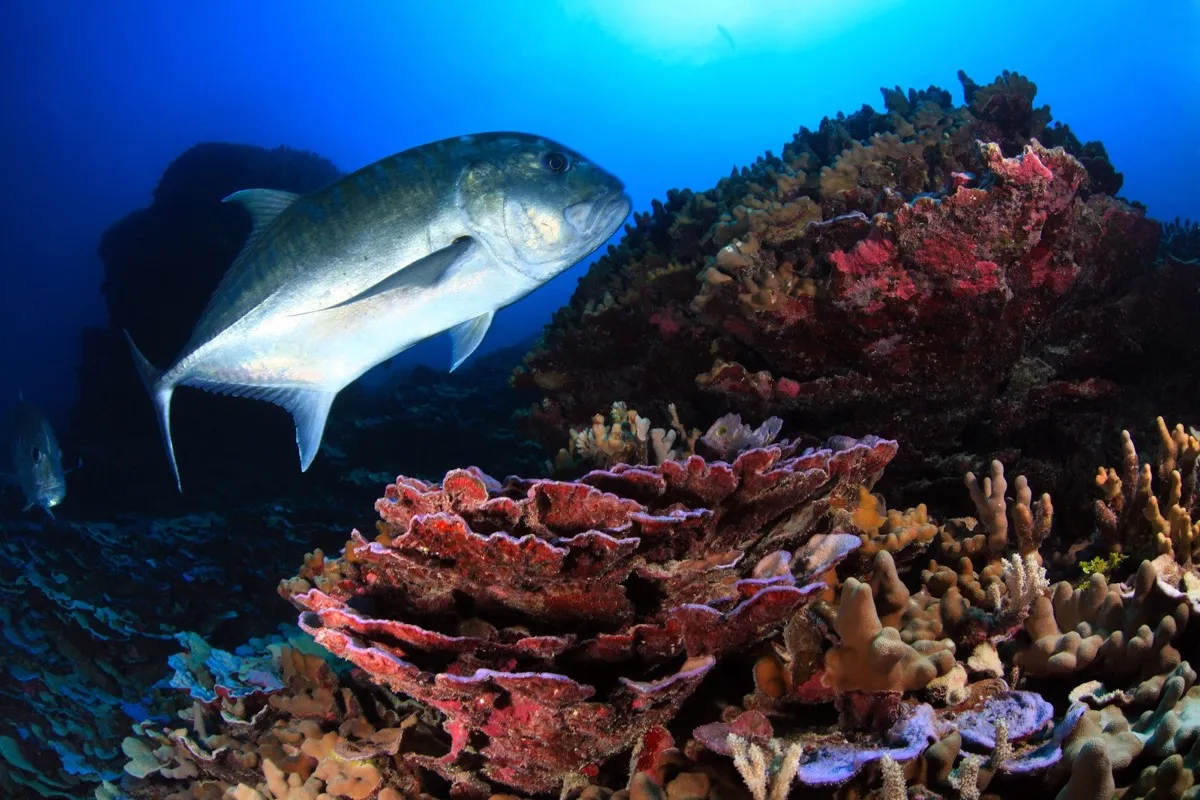 Photo: Greg McFall | NOAA It travels alone or in small groups and spends time in small crevices in the reef looking for prey (crustaceans and other fish).