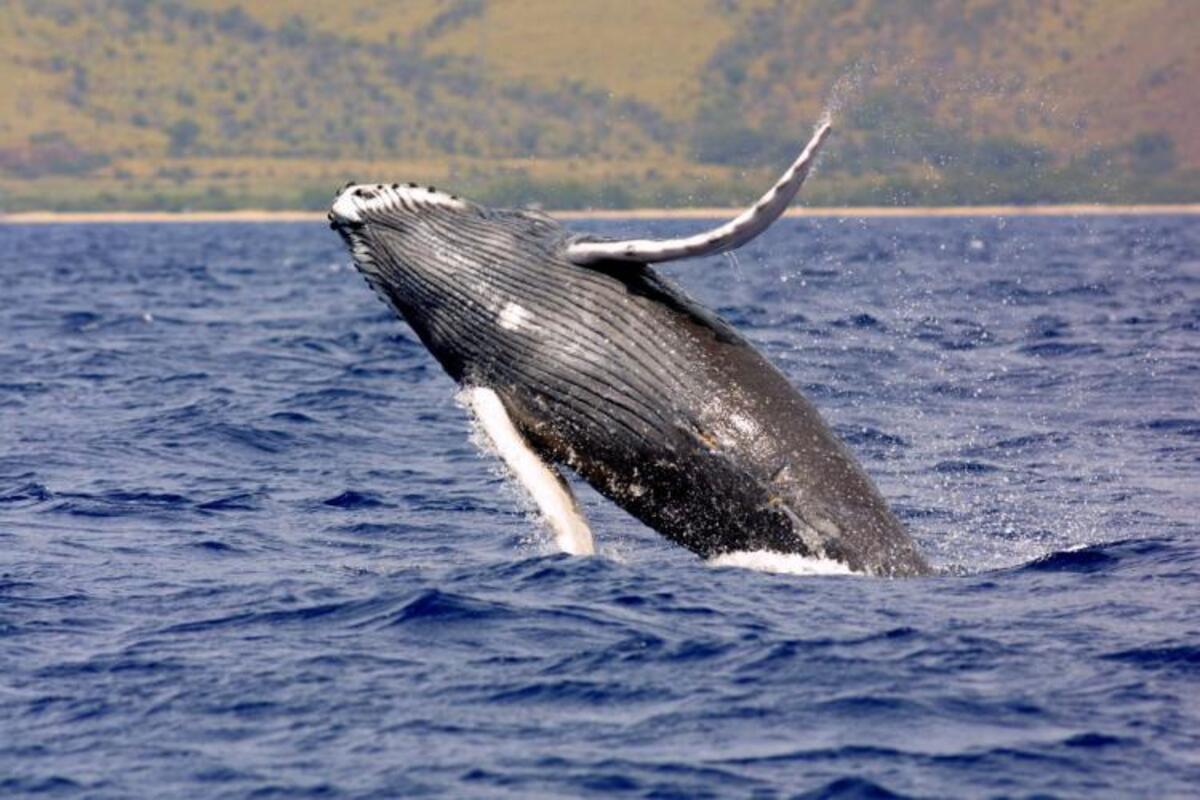 Whale of the South hemisphere - Ⓒ NOAA