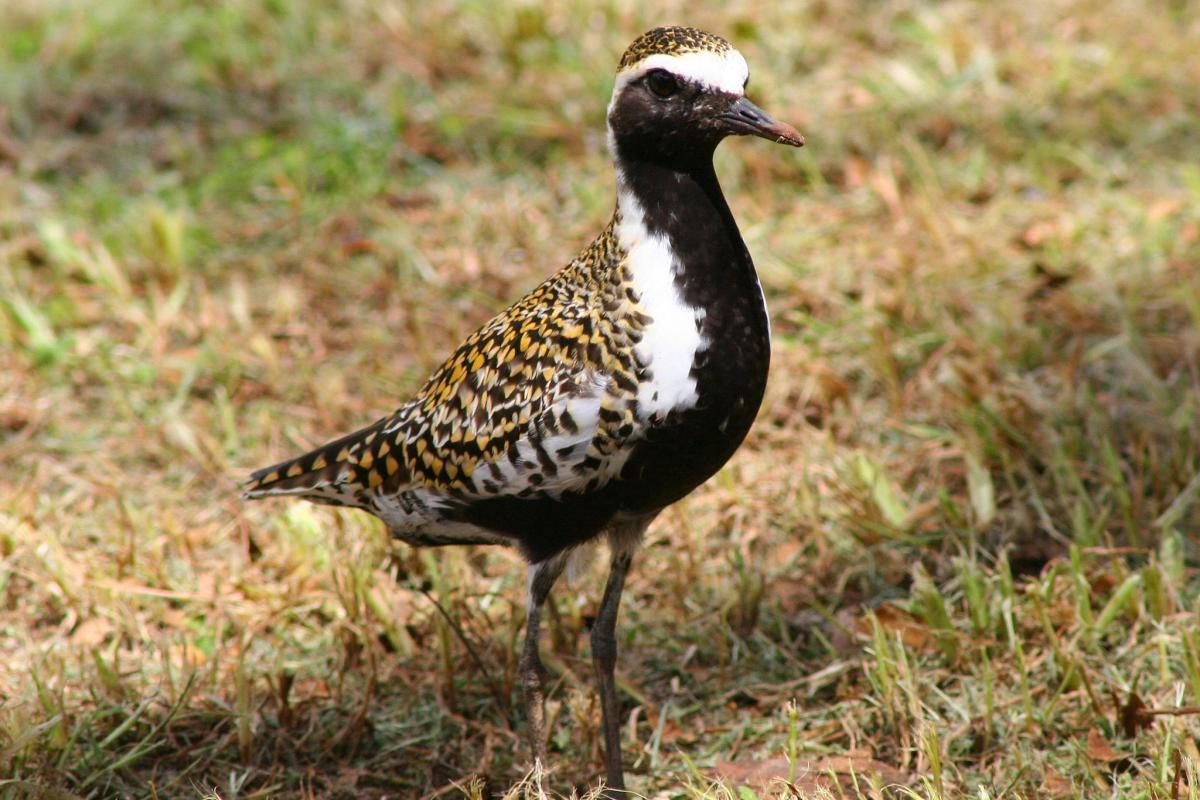 Pacific golden plover with reproductive plumage