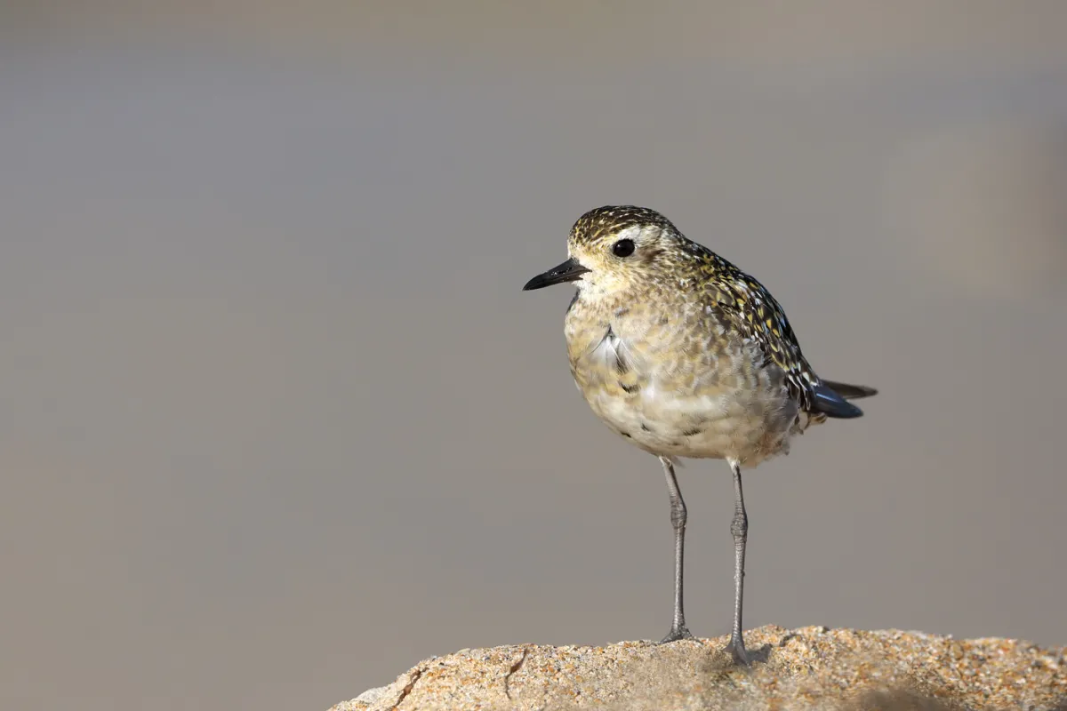 Photo: Patrick Kavanagh Non reproductive plumage