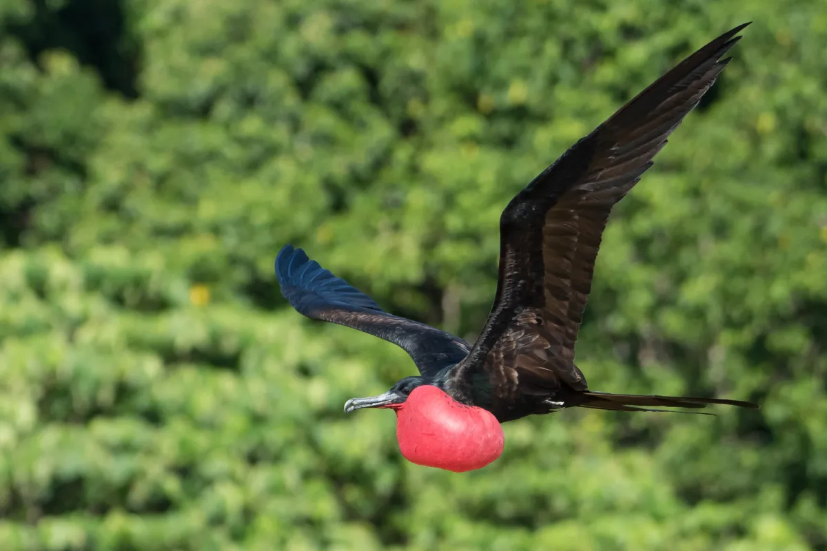 Photo: Bill Bacon Reproductive male