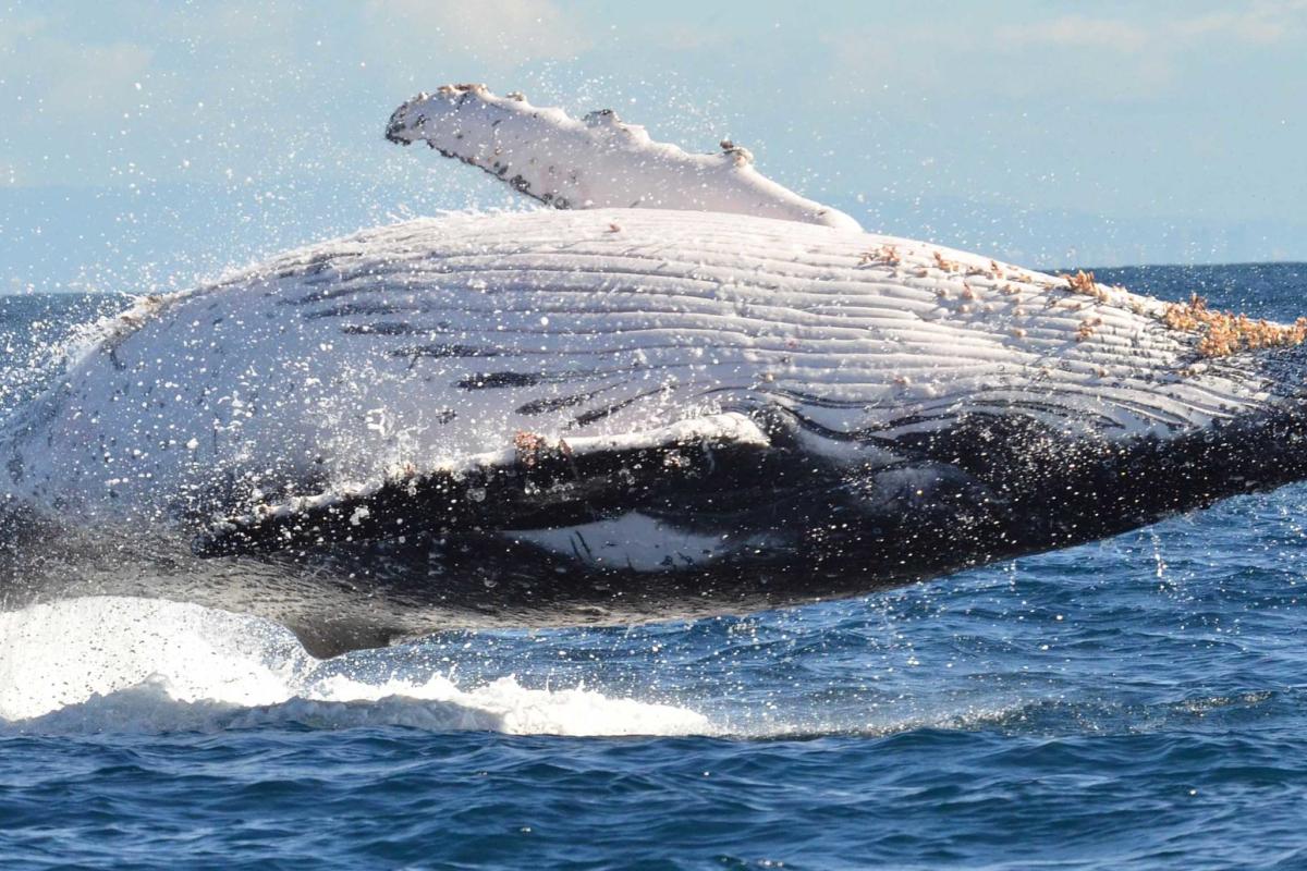 Whale of the South hemisphere - Ⓒ Nick Talbot
