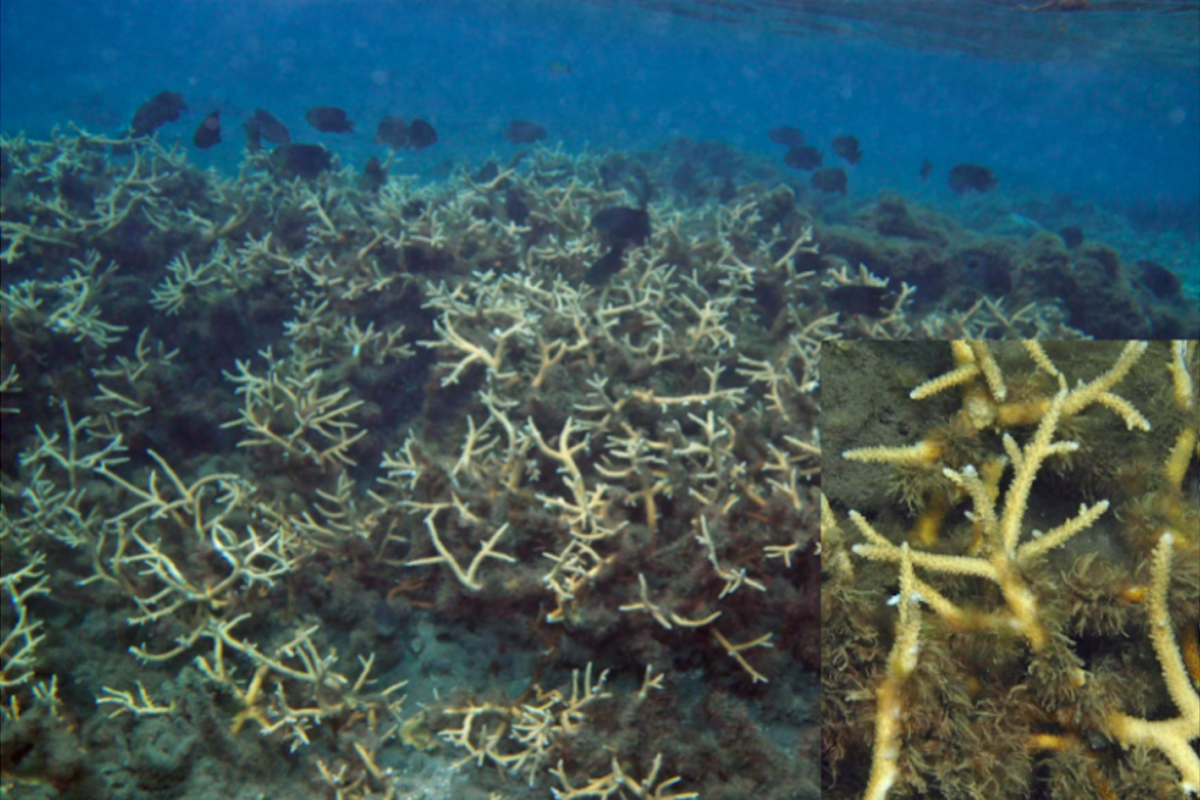 field of branching corals