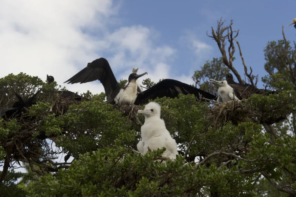 Photo: Danee Hazama Great frigatebird female adults with babies