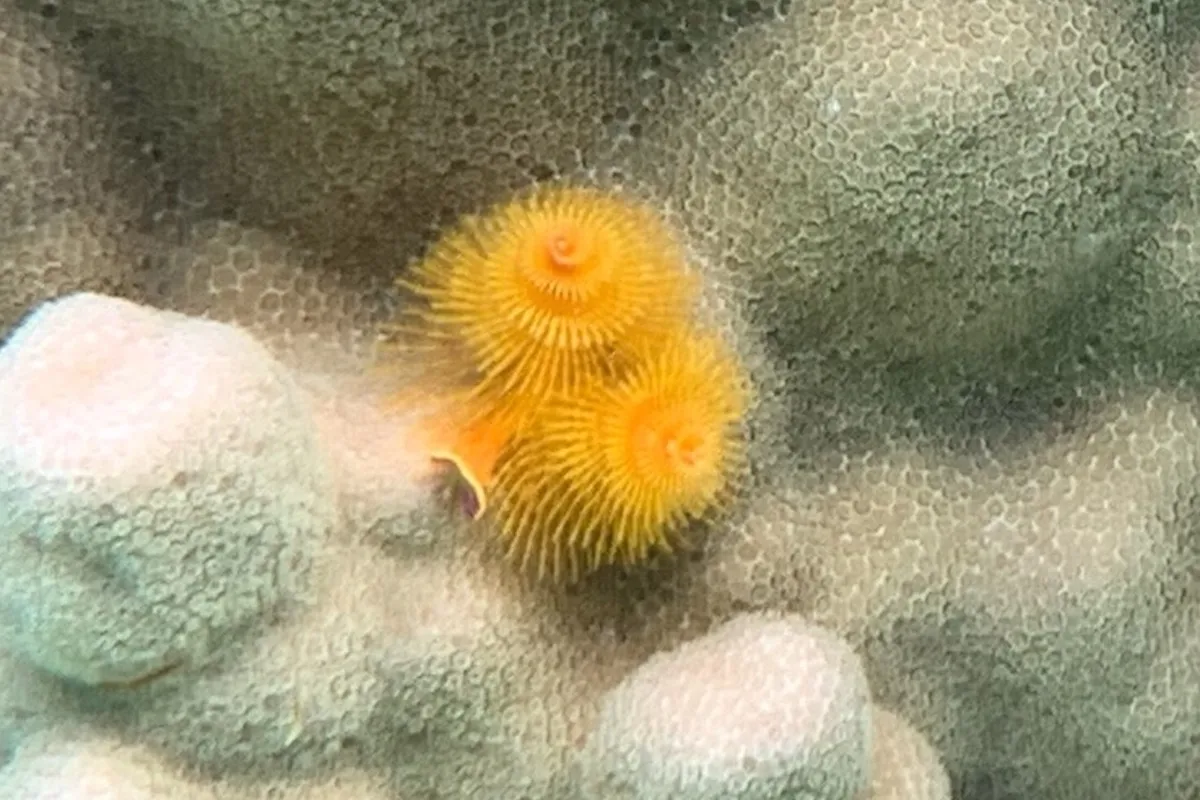 Photo: JTA Maire | Tetiaroa Society When startled, Christmas tree worms rapidly retract into their burrows, hiding from would-be predators.
