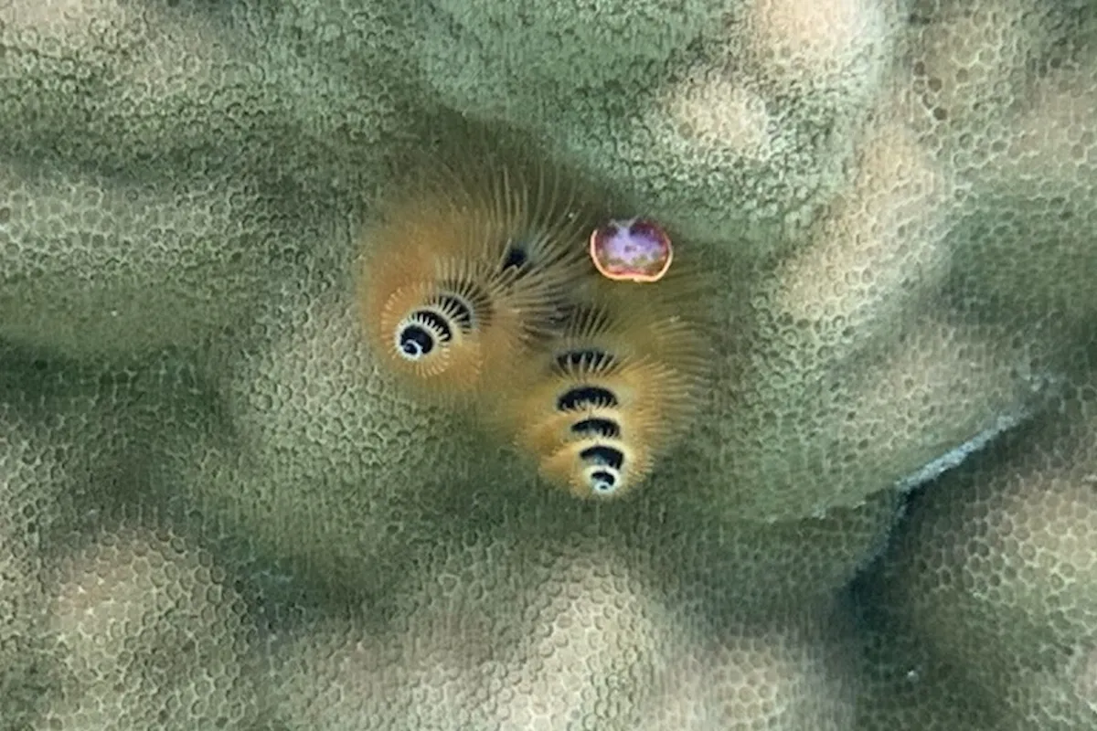Photo: JTA Maire | Tetiaroa Society The radioles are appendages that are used for respiration and to catch dinner
