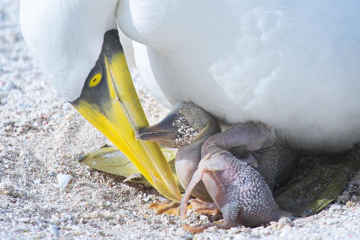 masked booby parent caring for hatchlings