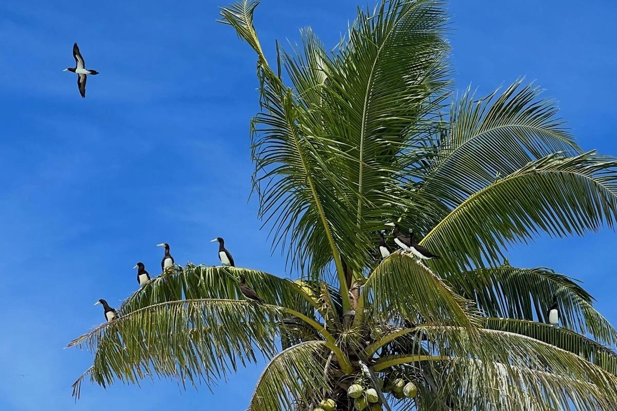 brown boobies in a coconut tree