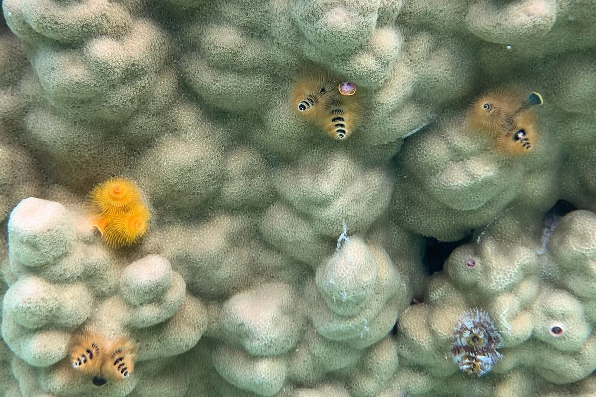 Photo: JTA Maire | Tetiaroa Society While the colorful crowns of these worms are visible, most of their bodies are anchored in burrows that they bore into live coral.