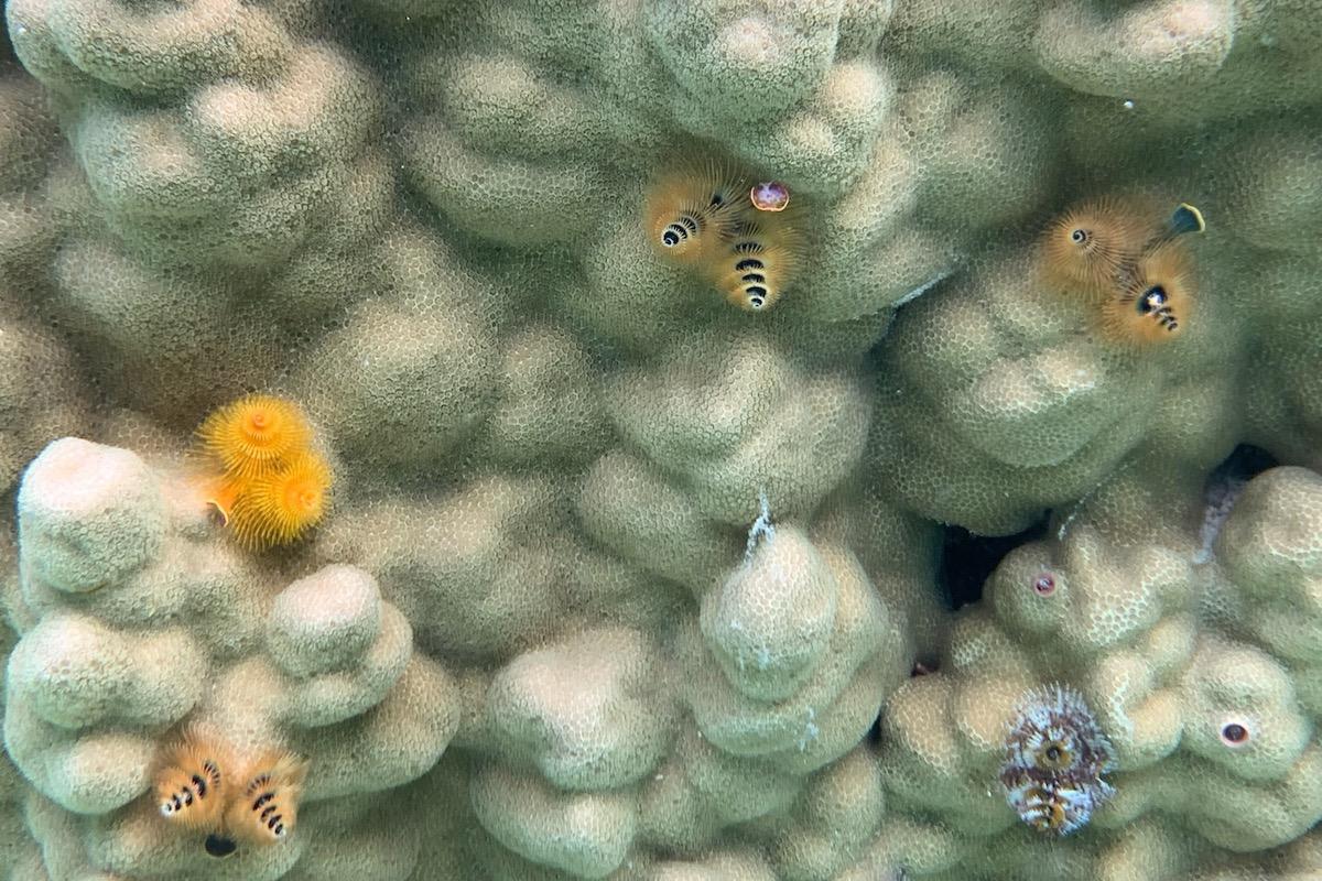 While the colorful crowns of these worms are visible, most of their bodies are anchored in burrows that they bore into live coral.