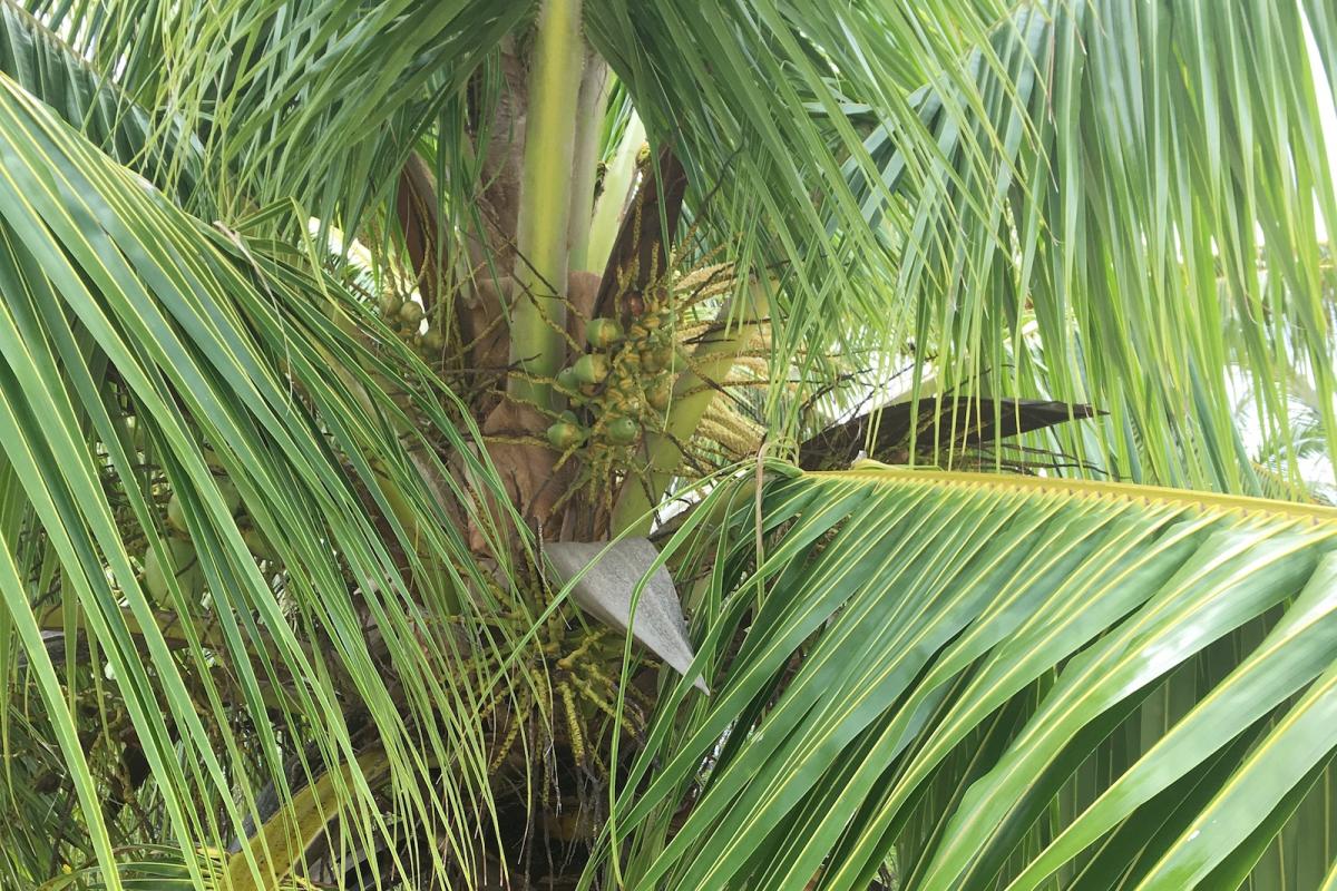 Coconut tree with new fruits (drupes)