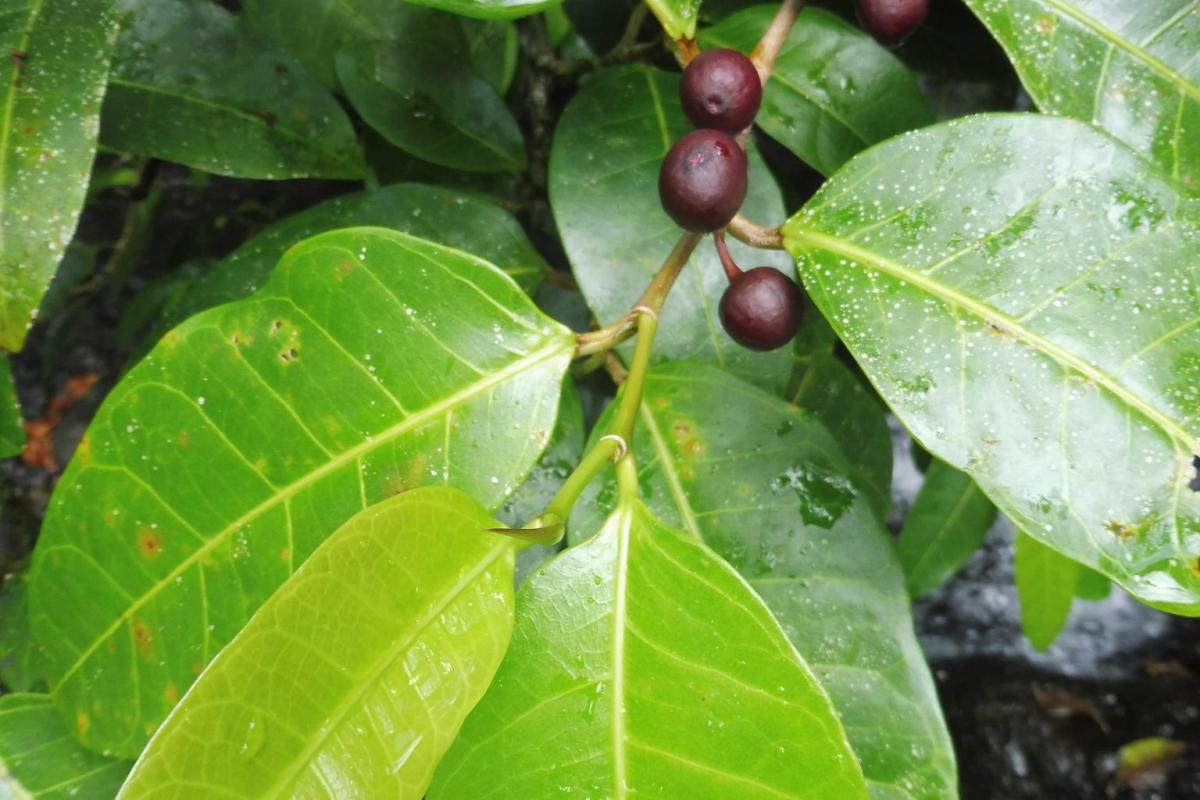 The small rust brown fruit of the dye fig are the source of a red dye used in traditional fabric making in parts of Oceania