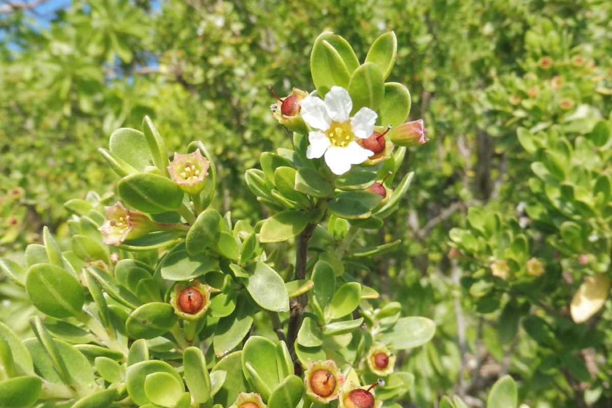 Pemphis acidula flower and fruit on motu Ahuroa